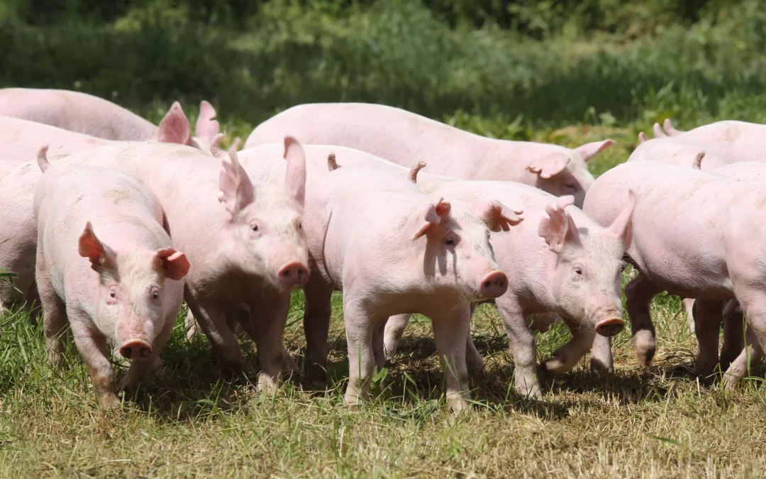 Czy kurtyzacja ogonków to okaleczanie prosiąt? 
