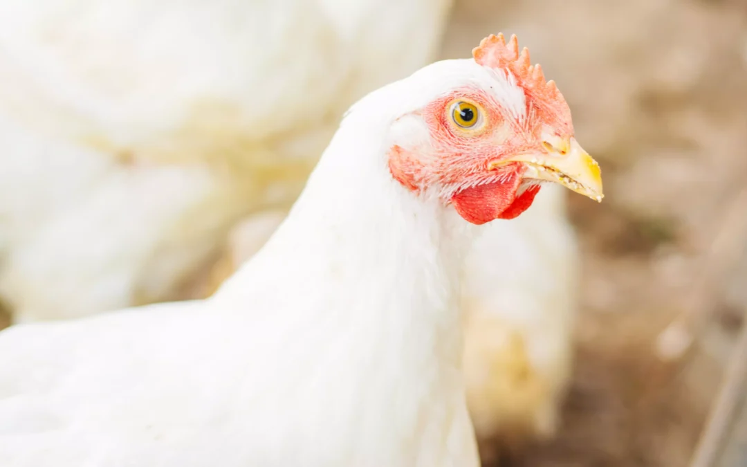 #NoBirdFlu – skuteczna bioasekuracja zamiast strachu. Europa wzmacnia działania przeciwko grypie ptaków