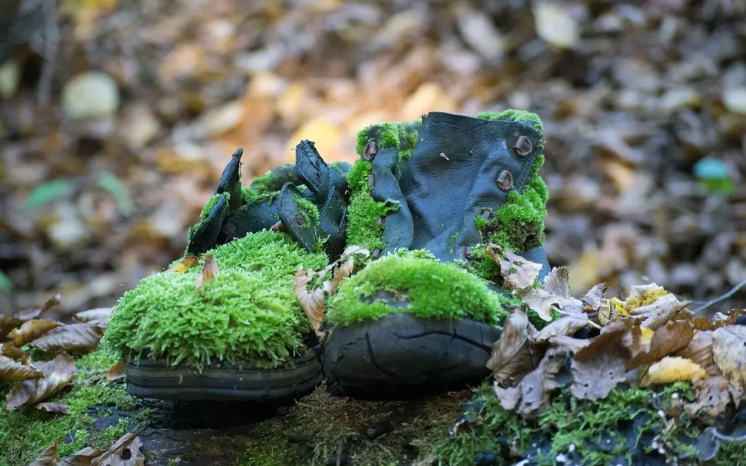 Wełna i skóra – jaką rolę mogą odegrać w biogospodarce i zrównoważonym rozwoju?