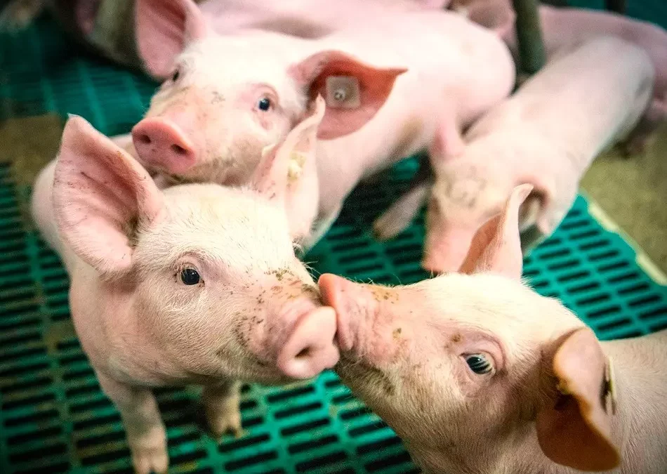 Projekt WelFarmers: europejscy eksperci szukają praktycznych rozwiązań dla dobrostanu świń